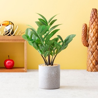 ザミフォリア セメントポット フェイクグリーン 光触媒加工