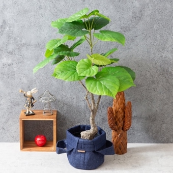 ウンベラータ フェイクグリーン 光触媒加工