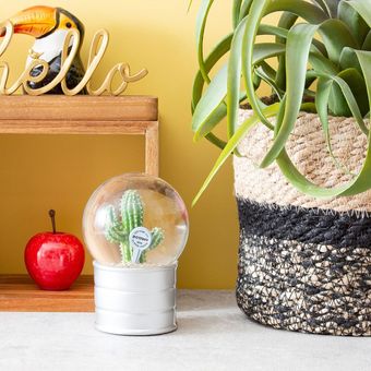 【PLANTS WATER GLOBE】プランツ ウォーター グローブ  ユーフォルビア エキヌス