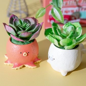 フェイクグリーン カクタスアレンジ タコ＆アザラシ セット