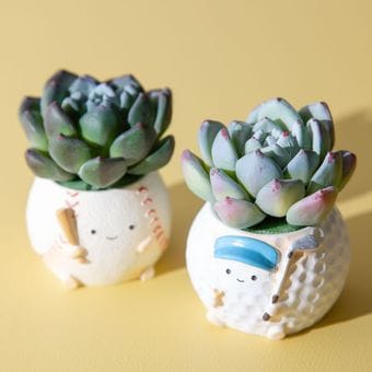 フェイクグリーン カクタスアレンジ ゴルフ＆野球 セット