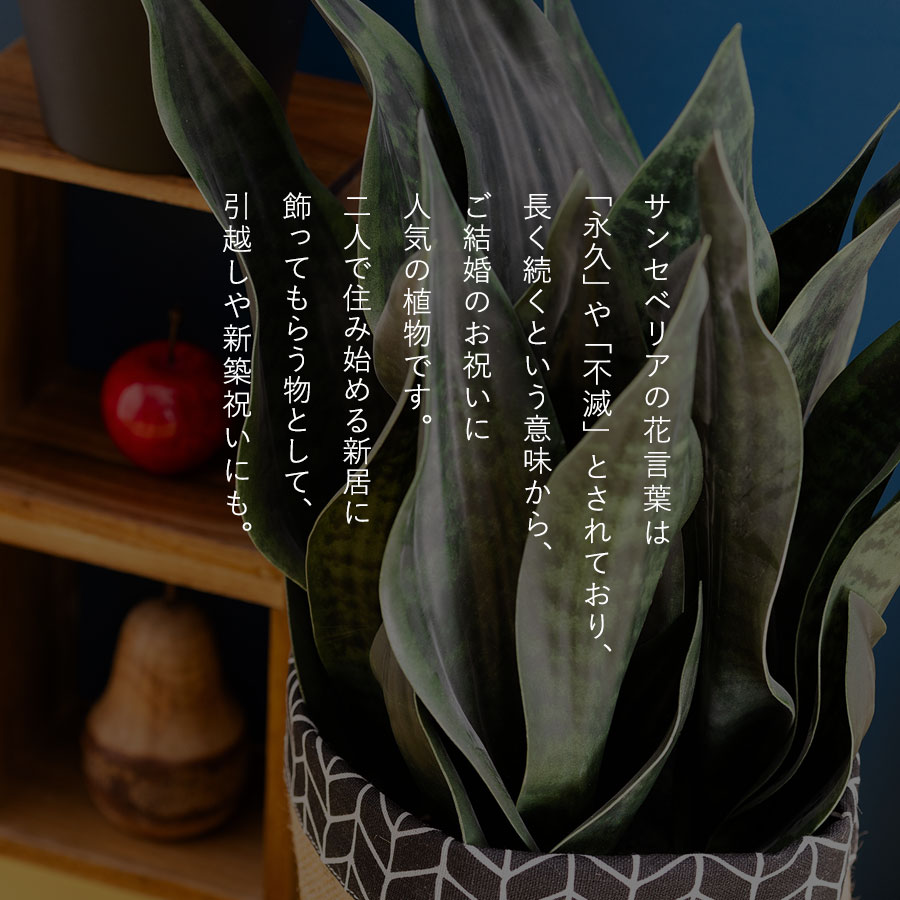 サンセベリア 長く続く事を願う縁起物ギフト フェイクグリーン
