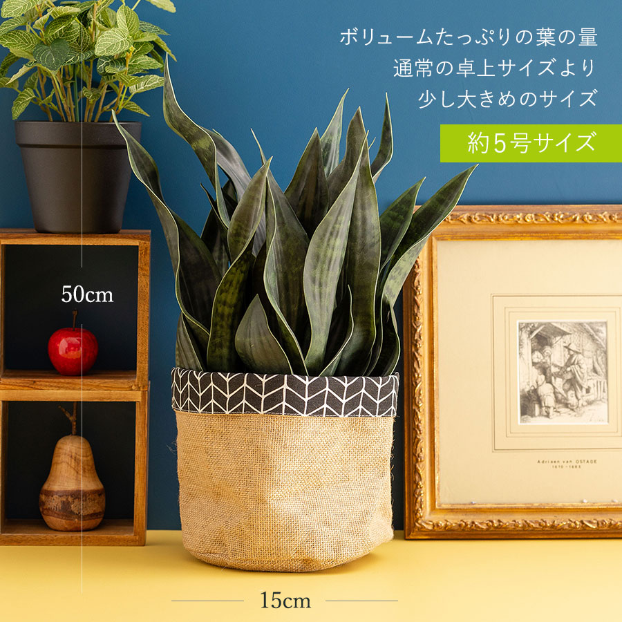 サンセベリア 長く続く事を願う縁起物ギフト フェイクグリーン