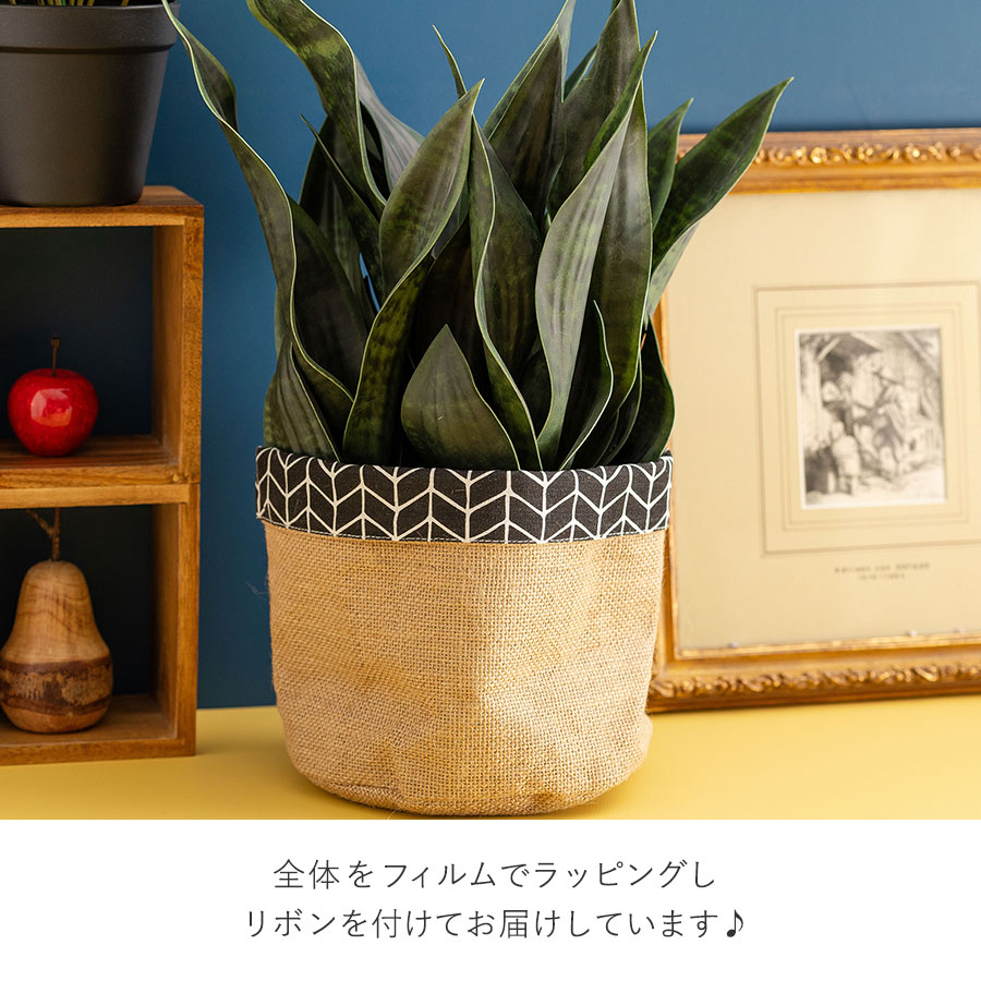 サンセベリア 長く続く事を願う縁起物ギフト フェイクグリーン