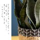 サンセベリア 長く続く事を願う縁起物ギフト フェイクグリーン