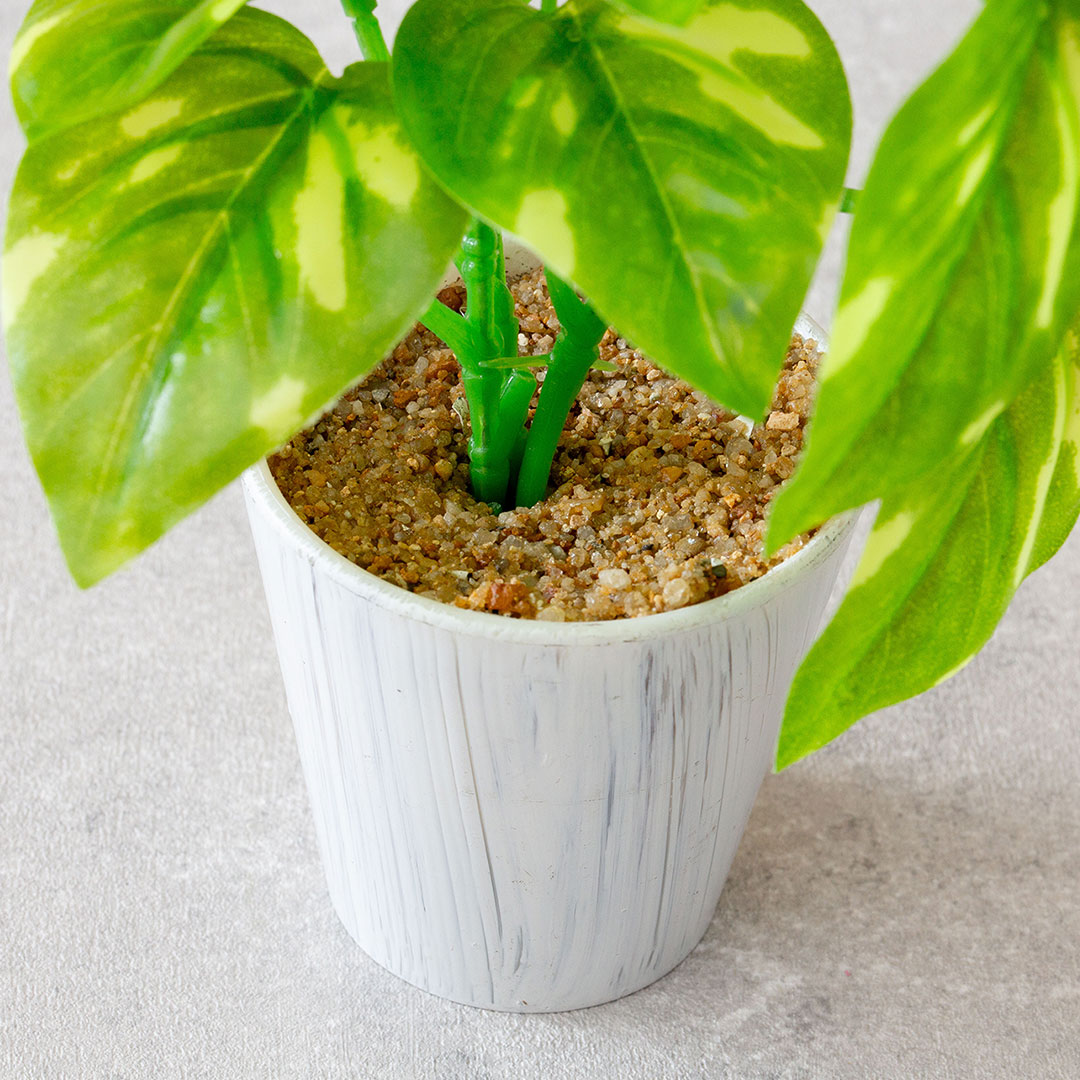 ミニポトスポット フェイクグリーン 光触媒加工