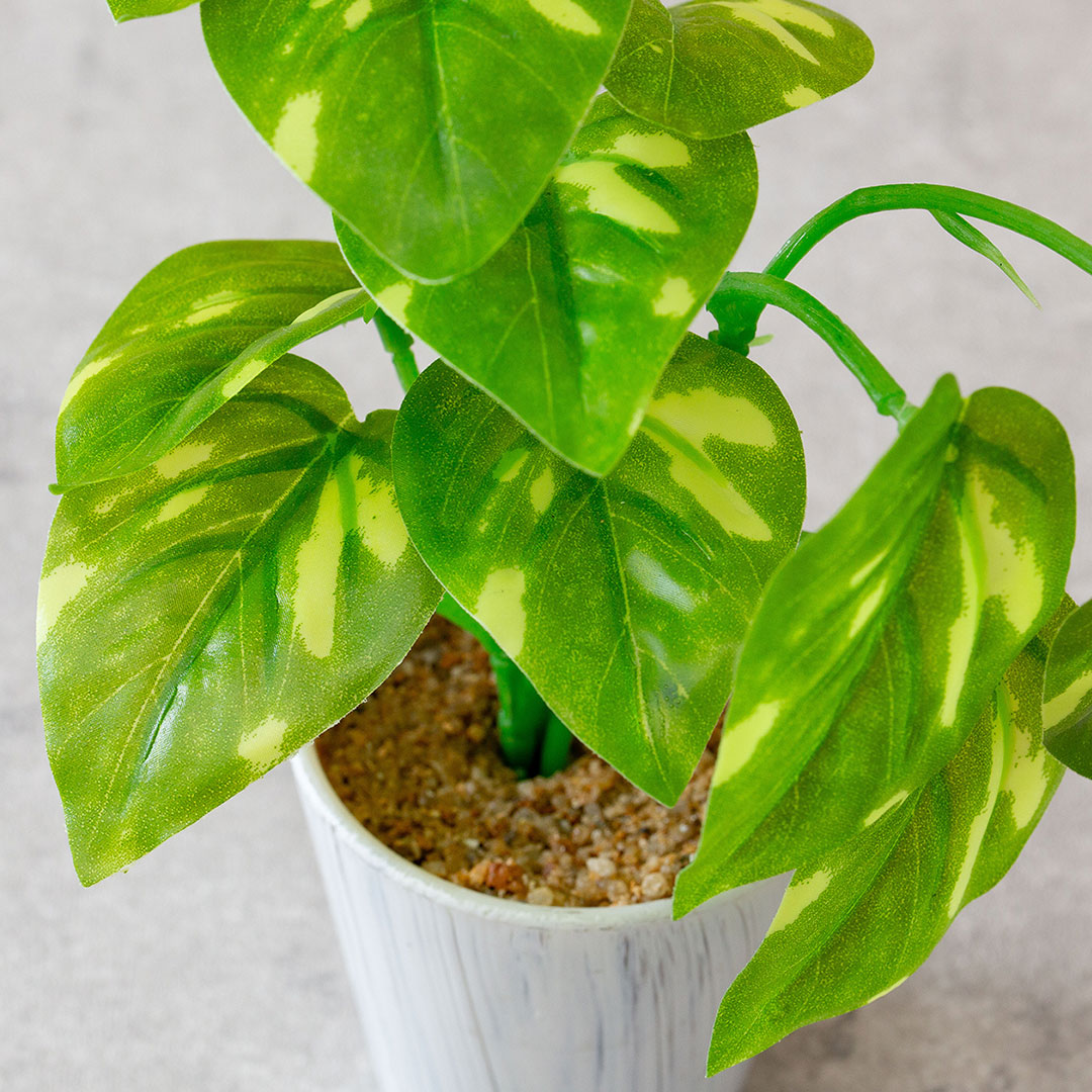 ミニポトスポット フェイクグリーン 光触媒加工