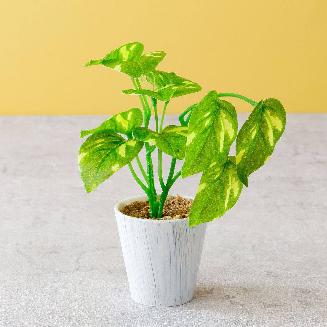 ミニポトスポット フェイクグリーン 光触媒加工