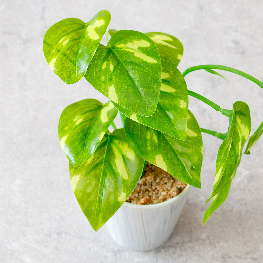 ミニポトスポット フェイクグリーン 光触媒加工