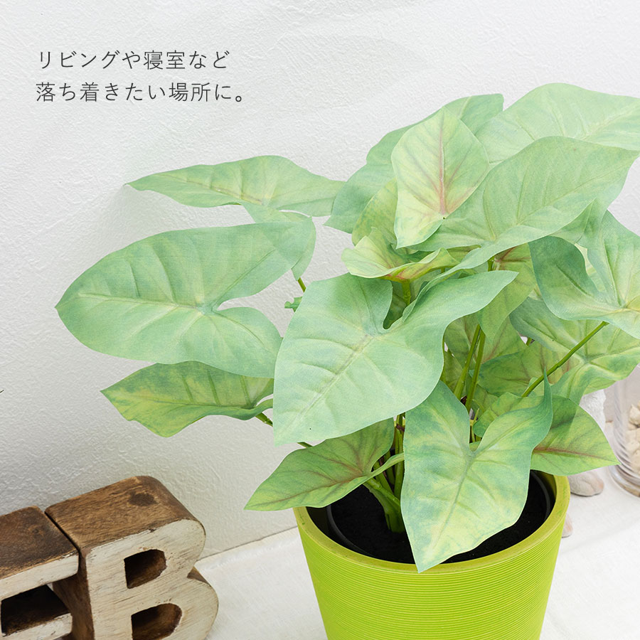 シンゴニウム フェイクグリーン