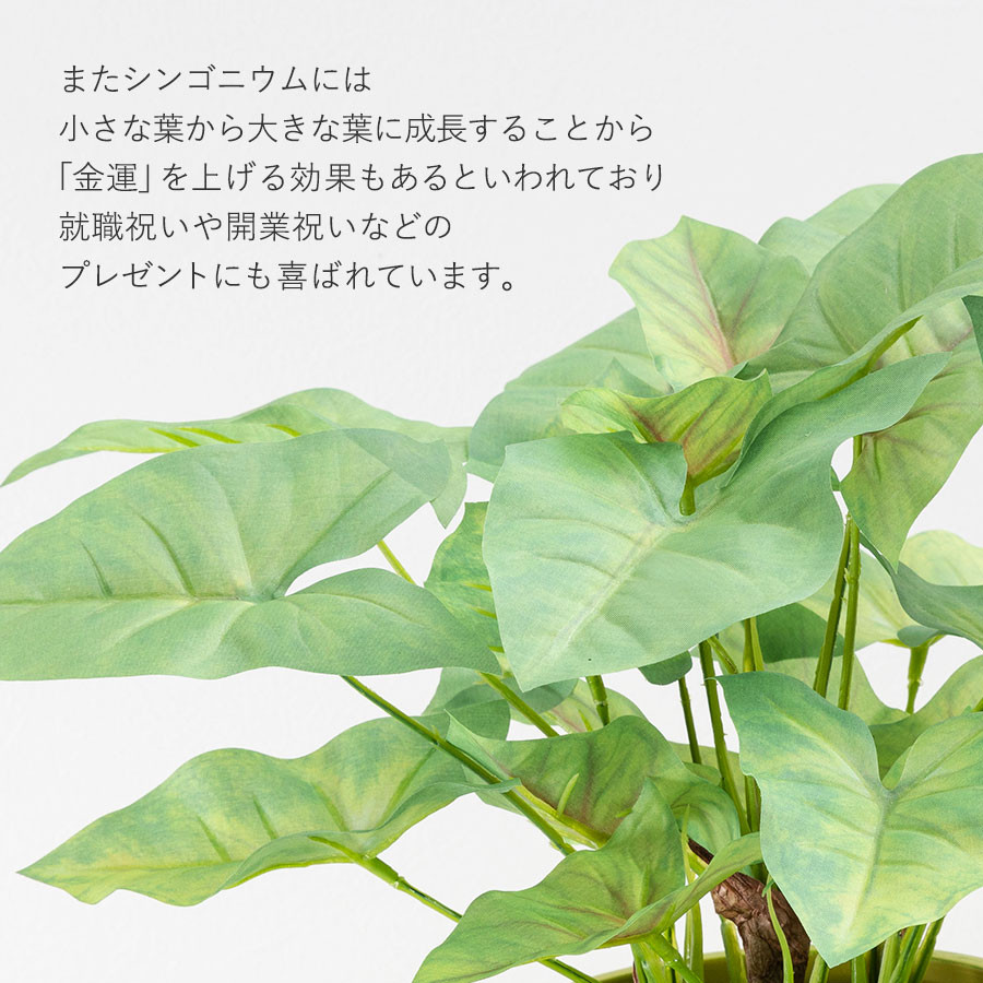 シンゴニウム フェイクグリーン