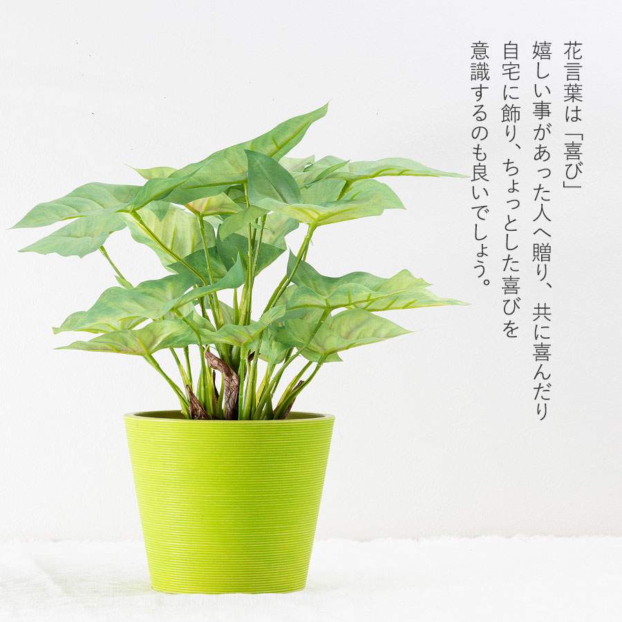 シンゴニウム フェイクグリーン