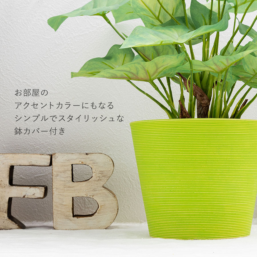 シンゴニウム フェイクグリーン