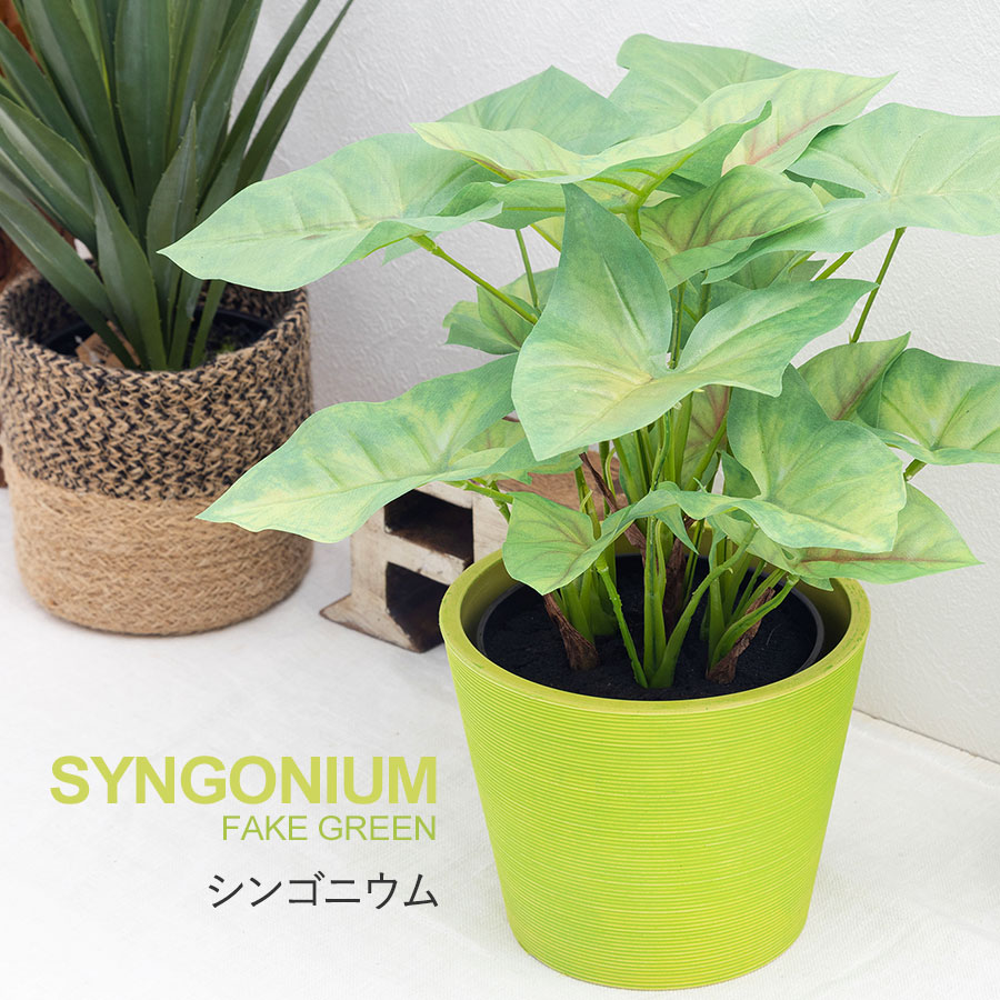 シンゴニウム フェイクグリーン