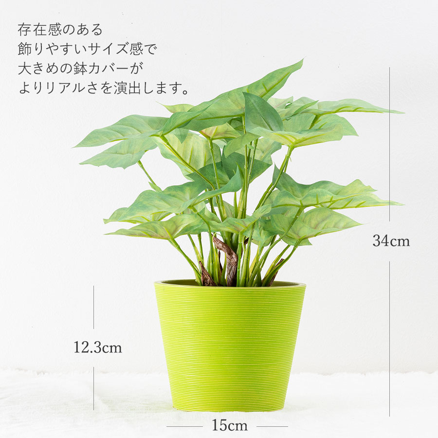 シンゴニウム フェイクグリーン