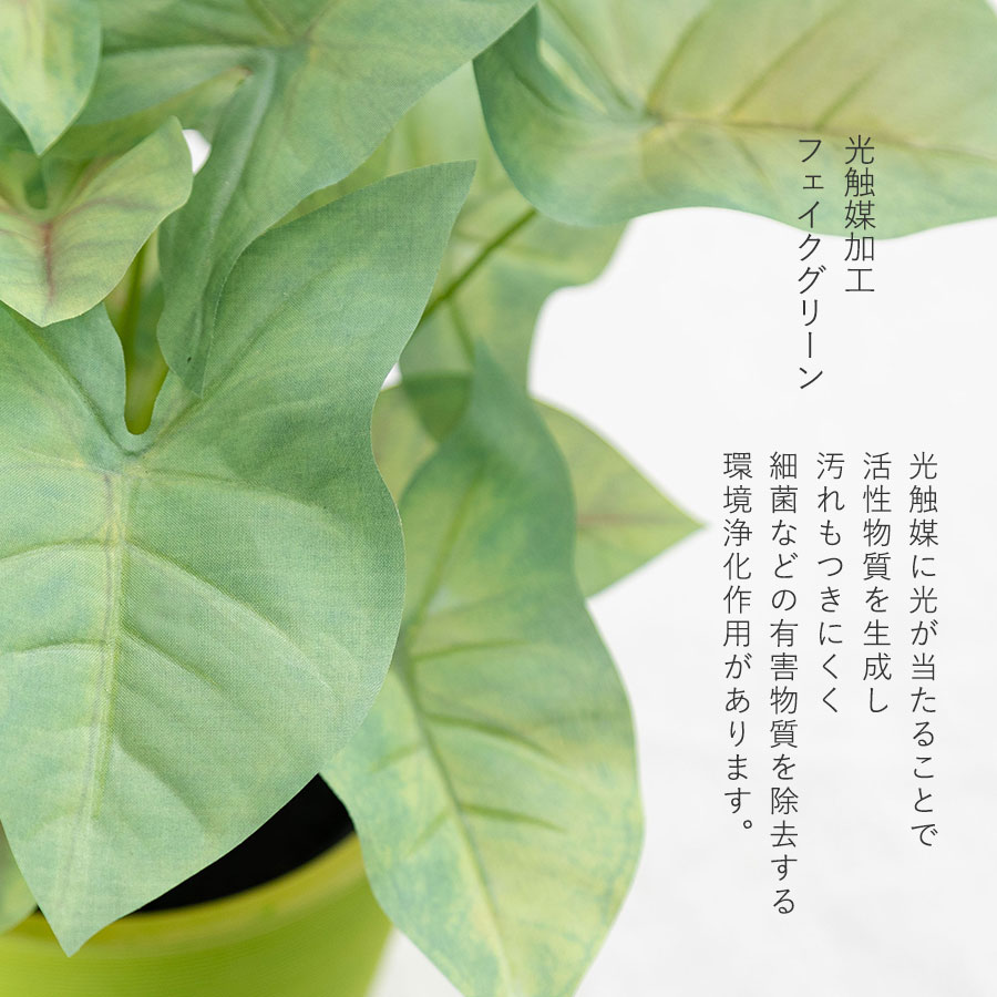 シンゴニウム フェイクグリーン