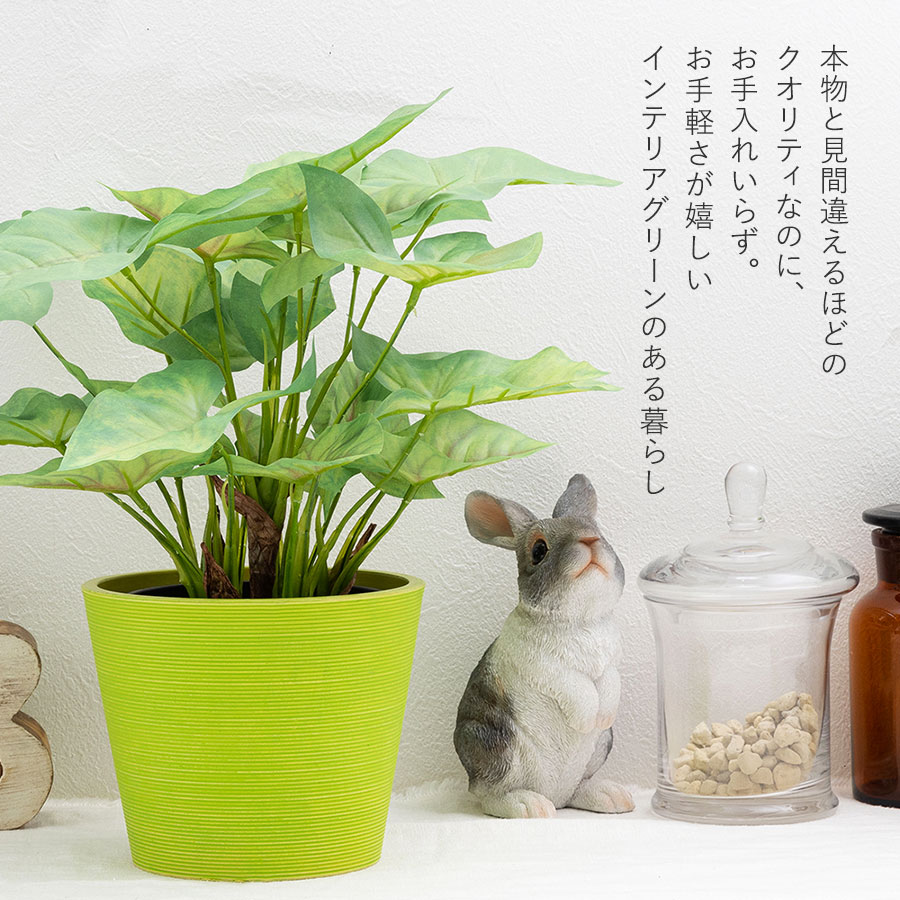 シンゴニウム フェイクグリーン
