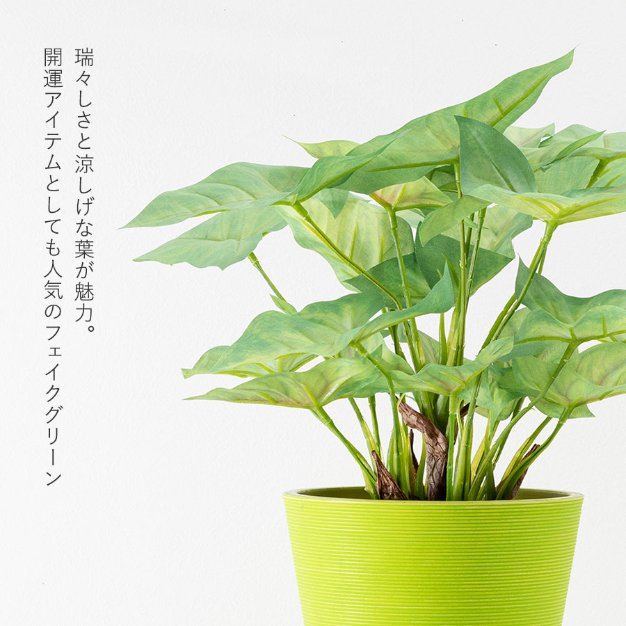 シンゴニウム フェイクグリーン