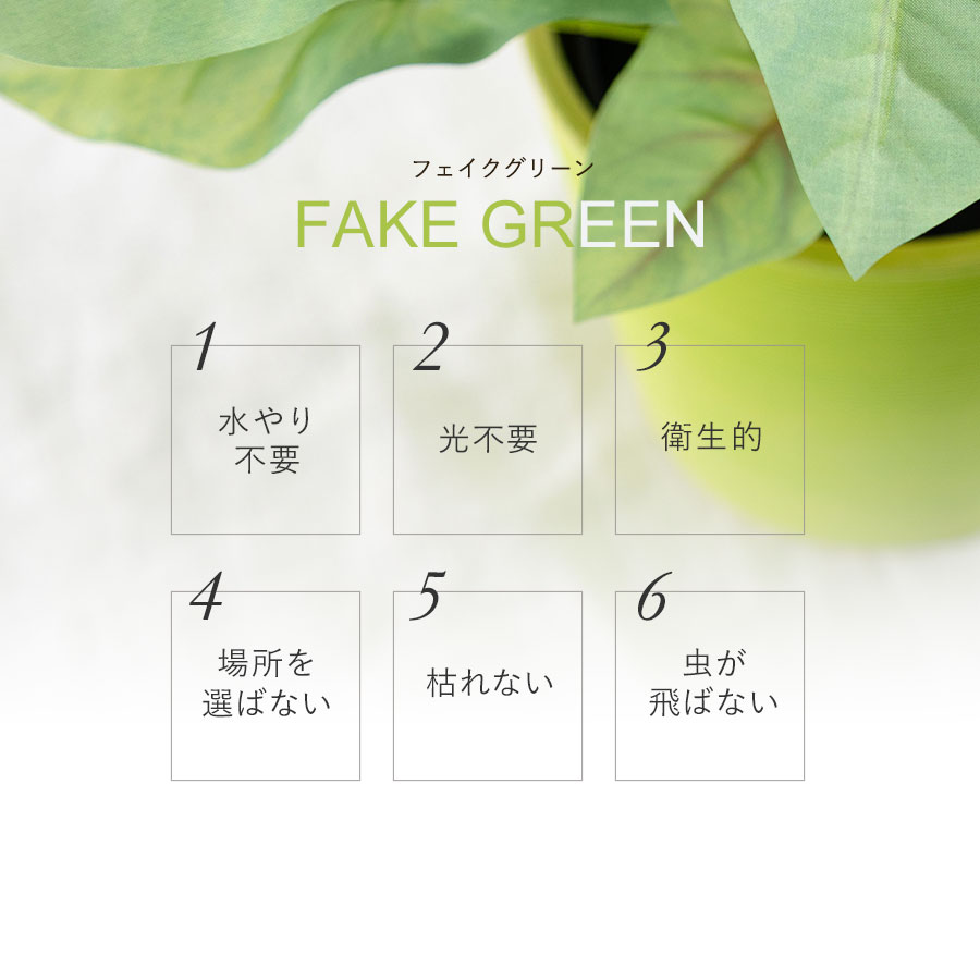 シンゴニウム フェイクグリーン