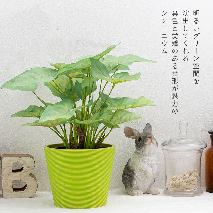 シンゴニウム フェイクグリーン
