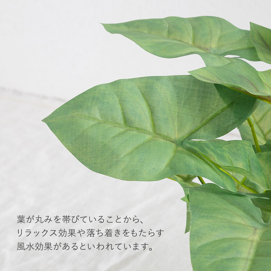 シンゴニウム フェイクグリーン