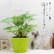 シンゴニウム フェイクグリーン