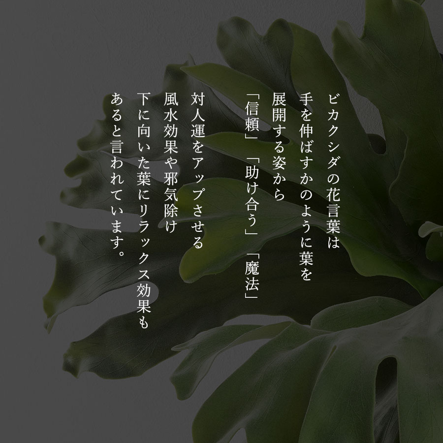 ビカクシダ ウォールハンギング ストレート フェイクグリーン