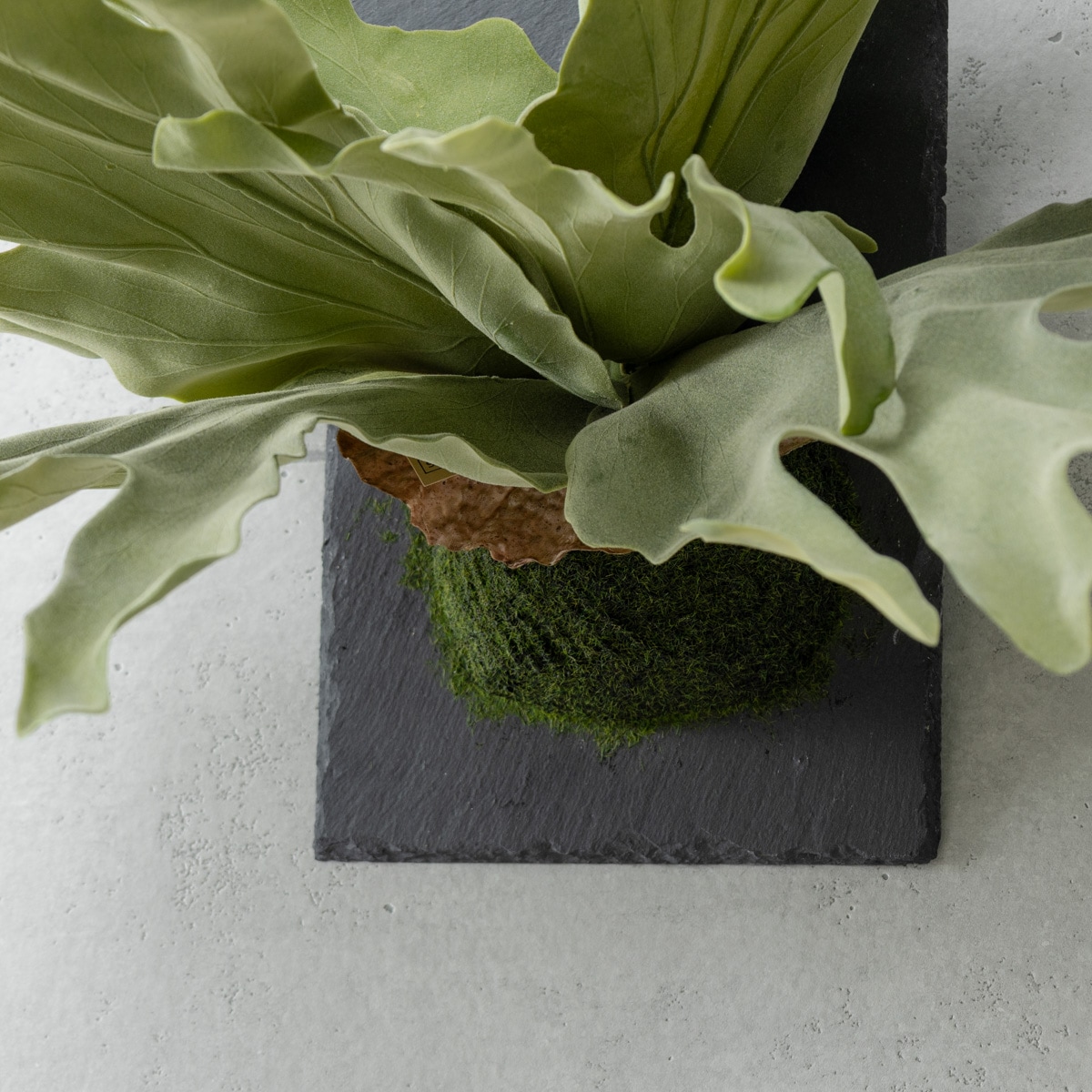 ビカクシダ ウォールハンギング ストレート フェイクグリーン