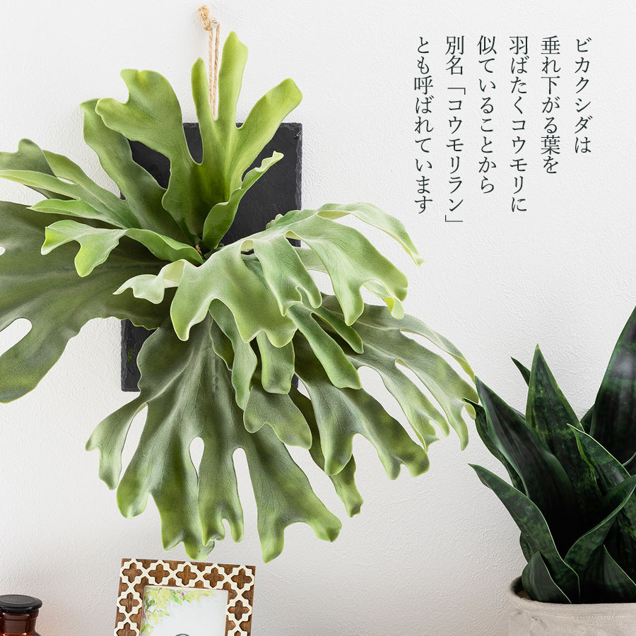 ビカクシダ ウォールハンギング ストレート フェイクグリーン