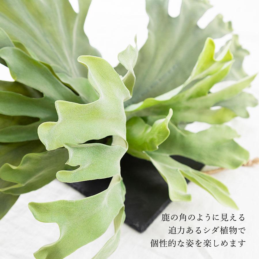 ビカクシダ ウォールハンギング ストレート フェイクグリーン