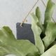 ビカクシダ ウォールハンギング ストレート フェイクグリーン