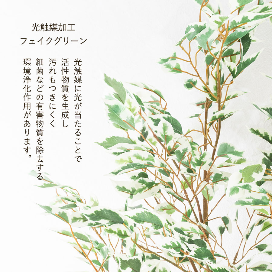 フィカス ベンジャミン フェイクグリーン