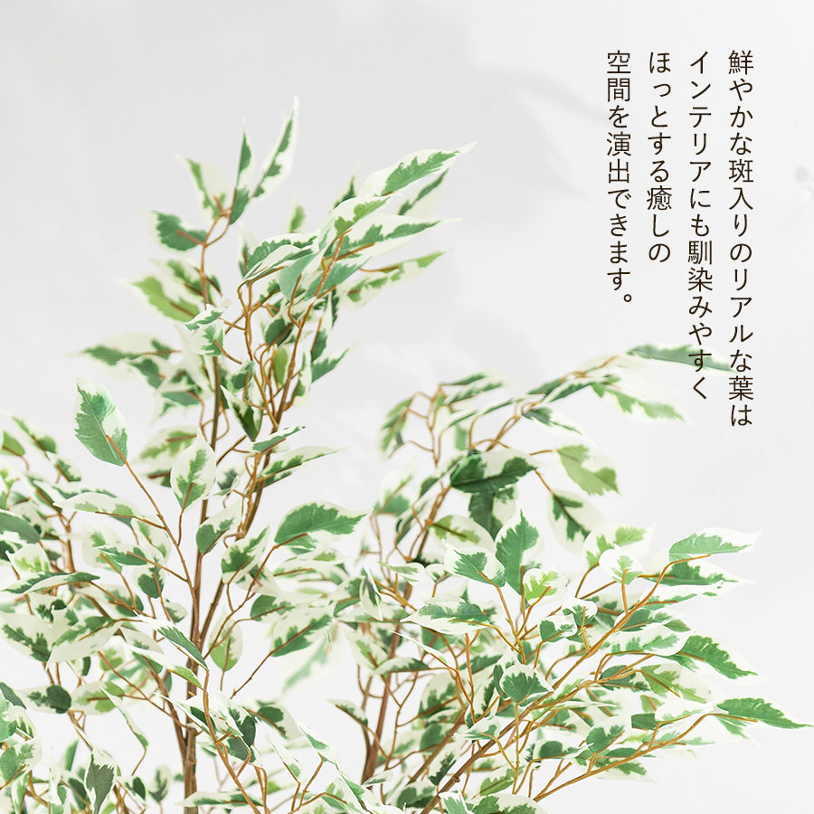 フィカス ベンジャミン フェイクグリーン