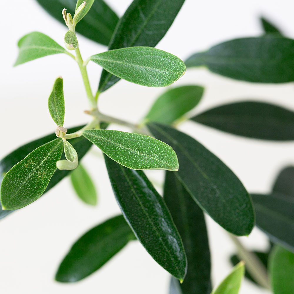 観葉植物 オリーブの木と幸福の鳥フクロウ 受皿付