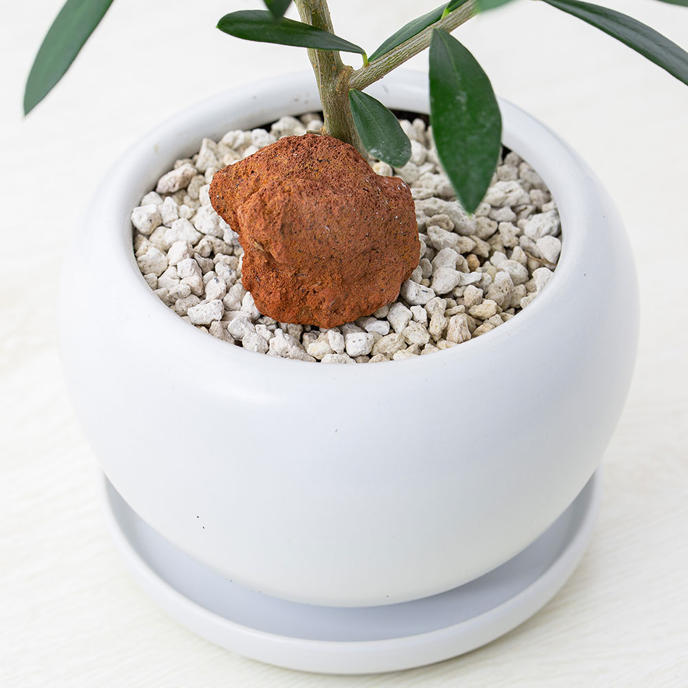 観葉植物 オリーブの木と幸福の鳥フクロウ 受皿付