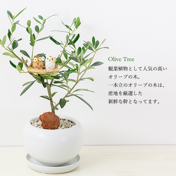 観葉植物 オリーブの木と幸福の鳥フクロウ 受皿付