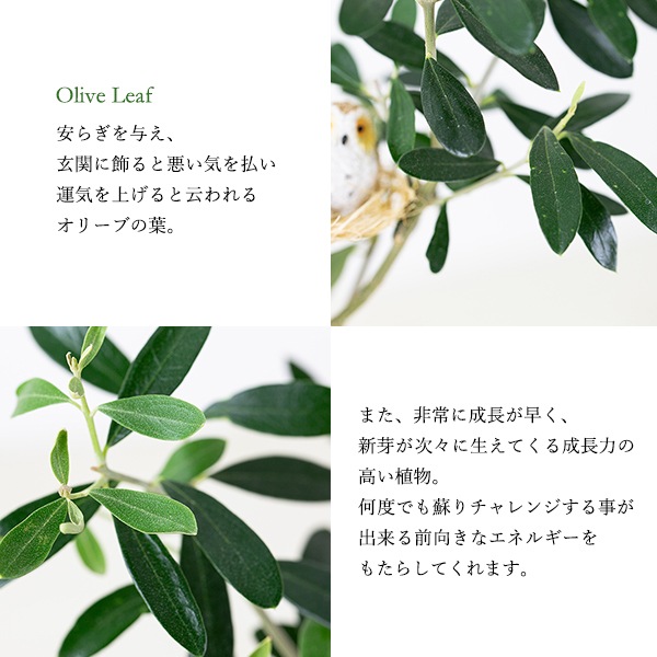 観葉植物 オリーブの木と幸福の鳥フクロウ 受皿付