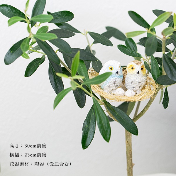 観葉植物 オリーブの木と幸福の鳥フクロウ 受皿付