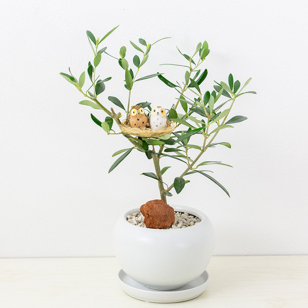観葉植物 オリーブの木と幸福の鳥フクロウ 受皿付
