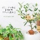 観葉植物 オリーブの木と幸福の鳥フクロウ 受皿付