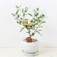 観葉植物 オリーブの木と幸福の鳥フクロウ 受皿付