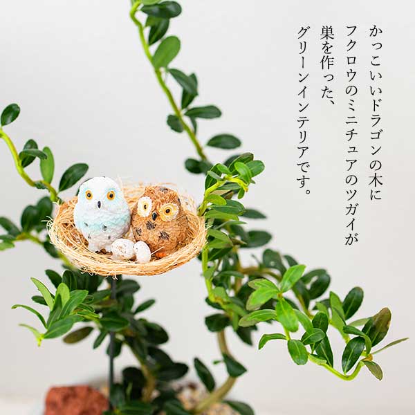観葉植物 雲竜ツゲと幸福の鳥フクロウ 受皿付