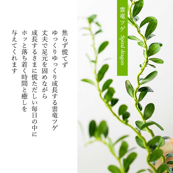 観葉植物 雲竜ツゲと幸福の鳥フクロウ 受皿付