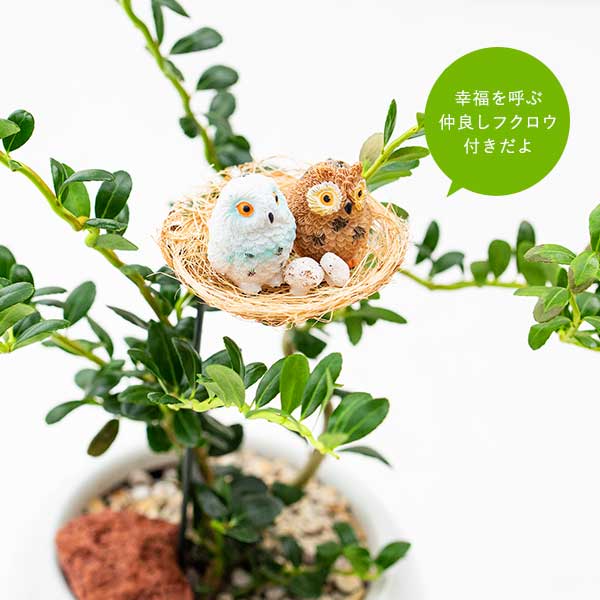 観葉植物 雲竜ツゲと幸福の鳥フクロウ 受皿付
