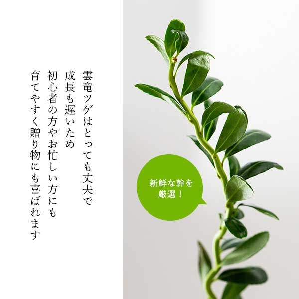 観葉植物 雲竜ツゲと幸福の鳥フクロウ 受皿付