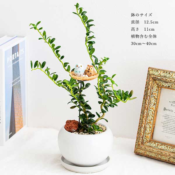 観葉植物 雲竜ツゲと幸福の鳥フクロウ 受皿付