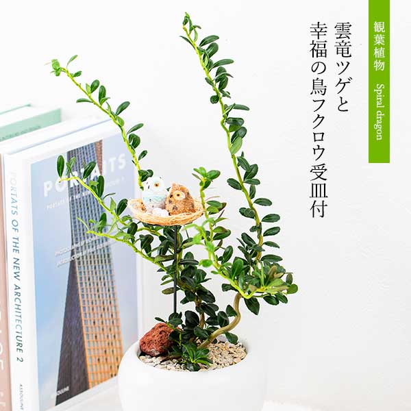 観葉植物 雲竜ツゲと幸福の鳥フクロウ 受皿付