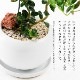 観葉植物 雲竜ツゲと幸福の鳥フクロウ 受皿付