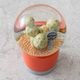 【PLANTS WATER GLOBE】プランツ ウォーター グローブ  ゲオメトリクス
