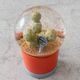 【PLANTS WATER GLOBE】プランツ ウォーター グローブ  ゲオメトリクス